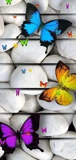 Colorful butterflies resting on smooth white pebbles.