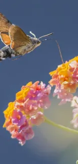 Butterfly hovering over colorful flowers with blue sky background.