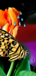 Yellow butterfly on vibrant tulips with raindrops.