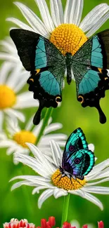 Colorful butterflies resting on daisies with a green background.