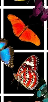 Colorful butterflies on a black grid wallpaper design.