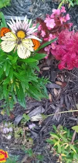 Butterfly resting on vibrant garden flowers.