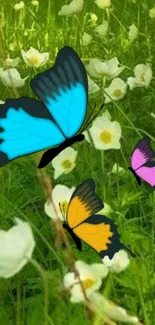 Colorful butterflies in a lush green meadow with white flowers.