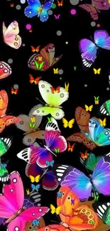 Vibrant colorful butterfly wallpaper, against a black background.