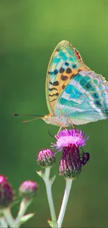 A vibrant butterfly sitting on a purple flower with a green background.