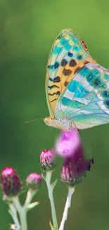 Colorful butterfly resting on a purple flower against a vibrant green backdrop.