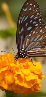 A colorful butterfly rests on a vibrant orange flower, offering a serene nature scene.