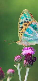 A colorful butterfly rests on a purple flower amidst lush greenery.