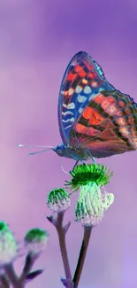 Vibrant butterfly perched on a flower against a purple backdrop.