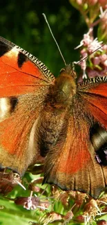 Vibrant butterfly on pink flowers in nature.