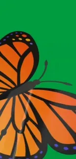 Orange butterfly on a vivid green background.