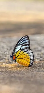 Colorful butterfly resting on a sandy terrain.