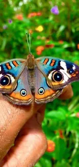 Bright butterfly on a hand with a lush green background.