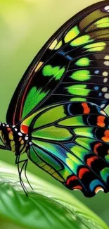 A vibrant butterfly resting on a green leaf, showcasing colorful wings.