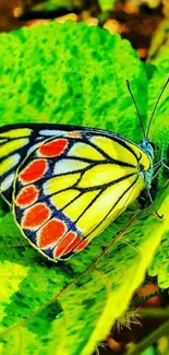 Vibrant butterfly on green leaf background wallpaper.