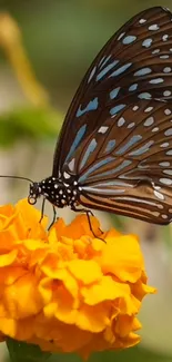 A vibrant blue and black butterfly on a bright orange marigold.