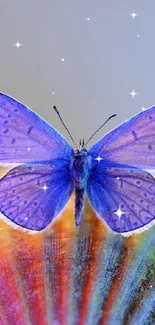 Blue butterfly rests on a colorful seashell.