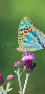 Colorful butterfly perched on a thistle flower against a green backdrop.