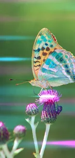 Vibrant butterfly resting on a purple thistle against a green background.