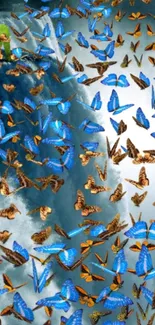 Blue and brown butterflies swarm mobile wallpaper.