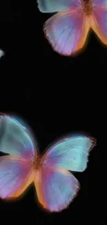 Vibrant butterflies on dark background wallpaper.