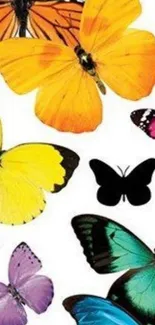 Colorful butterflies on a white background.