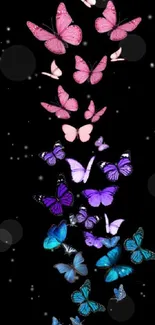 Colorful butterflies in pink, purple, and blue on a black background.