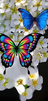 Colorful butterflies on white flowers, vibrant mobile wallpaper.