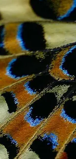 Close-up of colorful butterfly wing pattern with blue and orange details.