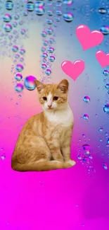 A cute orange cat with hearts on a vibrant magenta background.