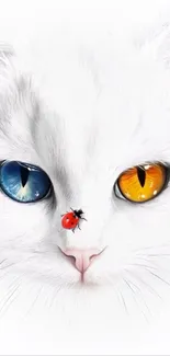 White cat with heterochromatic eyes and a ladybug.