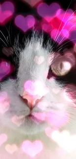 Vibrant black and white cat with pink heart overlay.