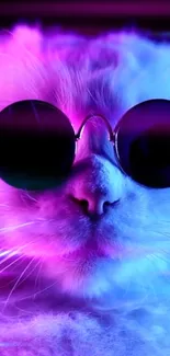 Stylish cat in sunglasses with neon pink and blue lighting.