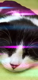 Black and white cat with neon lights in a colorful wallpaper.