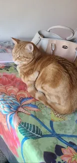 Ginger cat resting on colorful floral tapestry table.