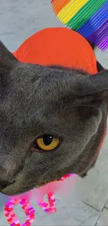 Gray cat in red shirt with rainbow heart background.