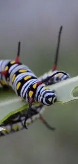 Close-up of a colorful caterpillar on a green leaf.