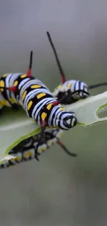 Vibrant caterpillar on a leaf with yellow, black, and red stripes.