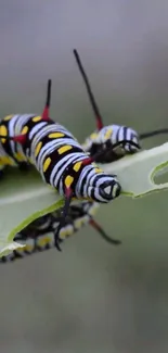 Close-up of a colorful caterpillar on a green leaf, showcasing vibrant patterns.