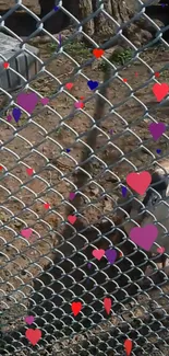 Vibrant chain link fence with colorful hearts wallpaper.