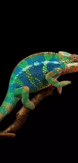 Vibrant chameleon on branch with black background.