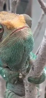 Vibrant chameleon perched on a branch in close-up shot.