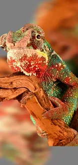 Colorful chameleon resting on a branch with an orange background.