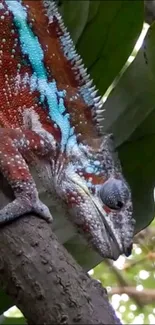 Colorful chameleon on a branch with green leaf background.