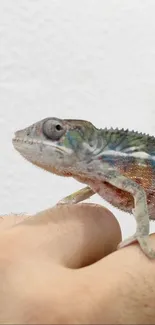 Colorful chameleon resting on a hand against a white background.