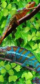 Two colorful chameleons on leafy branches mobile wallpaper.