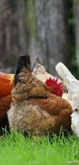 Colorful chickens on vibrant green grass in a rustic farm setting.