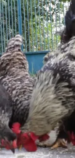 A group of colorful chickens feeding in a rustic outdoor setting.