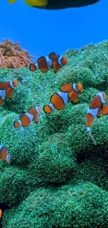 Clownfish swimming in vibrant coral reef, creating a colorful underwater scene.