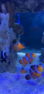 Colorful clownfish swimming in a vibrant underwater scene.